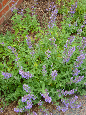 Walker's Low Catmint, Nepeta racemosa 'Walker's Low', N. x faassenii 'Walker's Low'